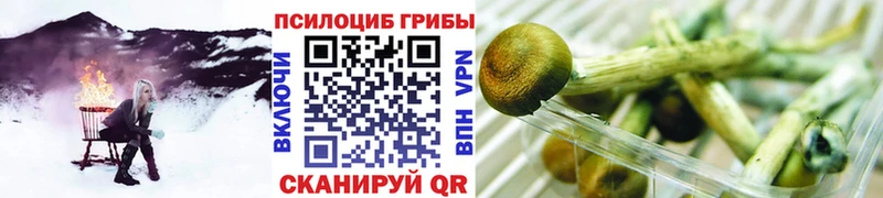 Псилоцибиновые грибы Cubensis  Багратионовск 